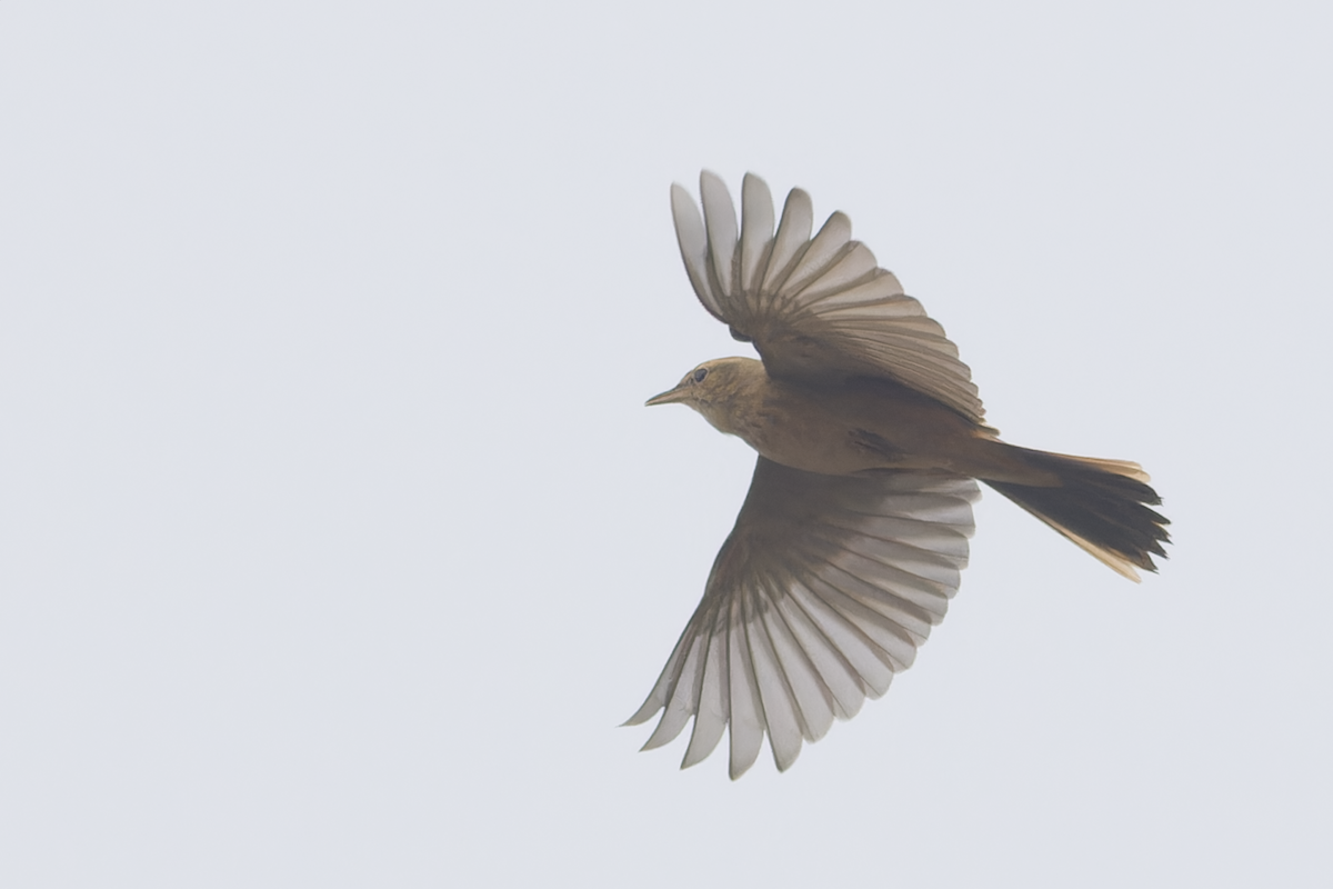 ハシナガビンズイ - ML644513890