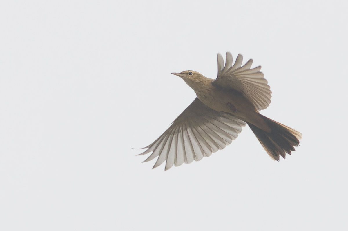 ハシナガビンズイ - ML644513891