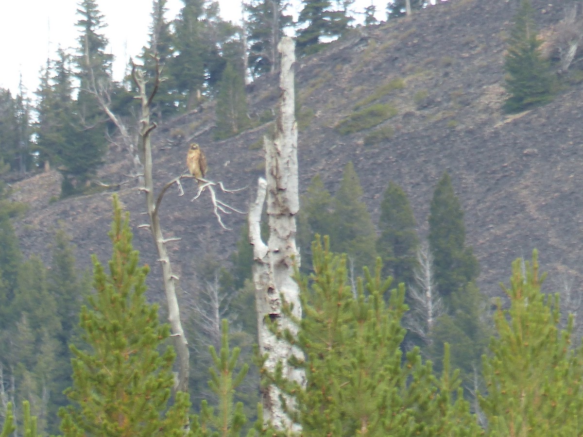 Poiana codarossa - ML644513894