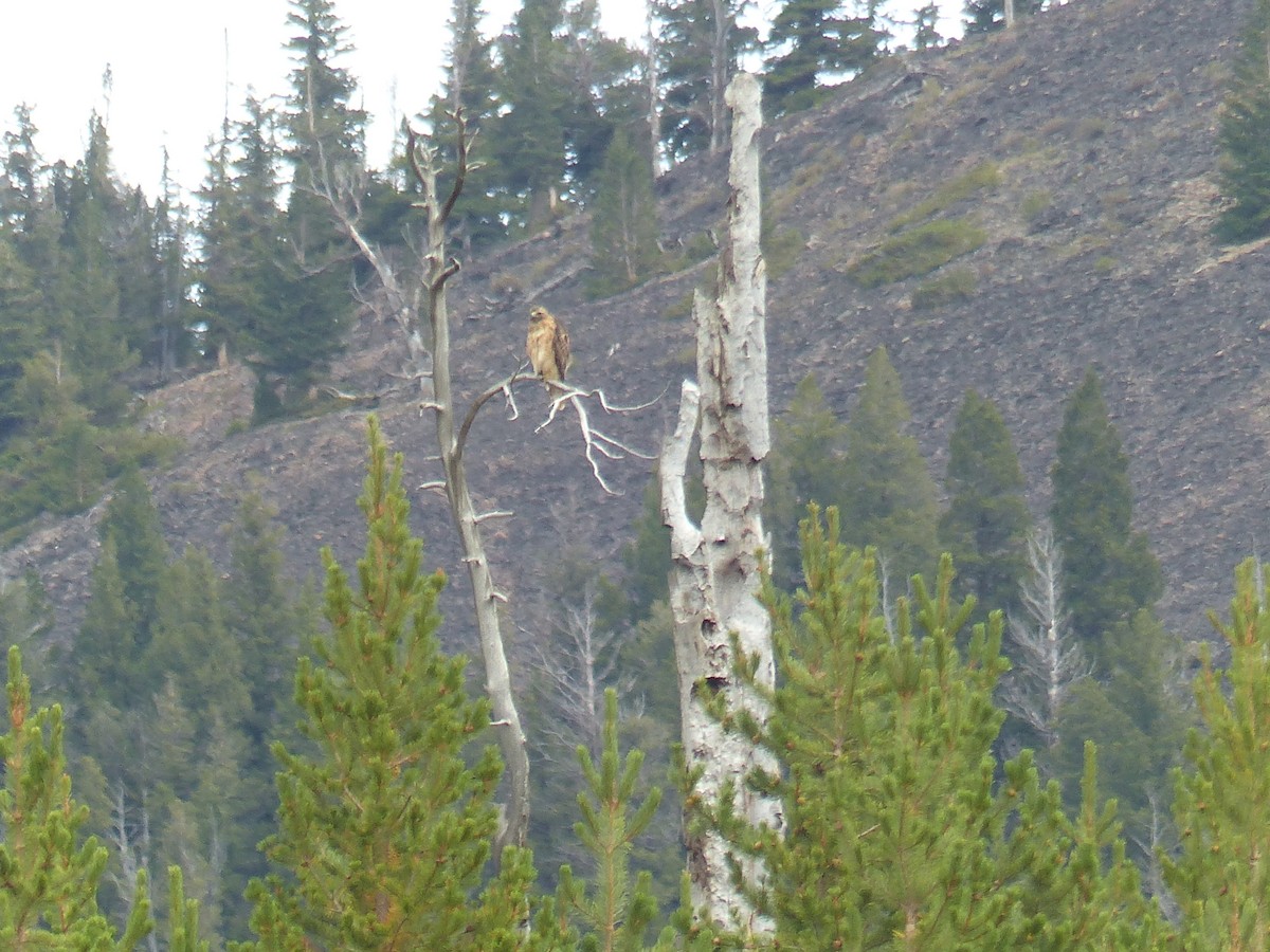 Poiana codarossa - ML644513895