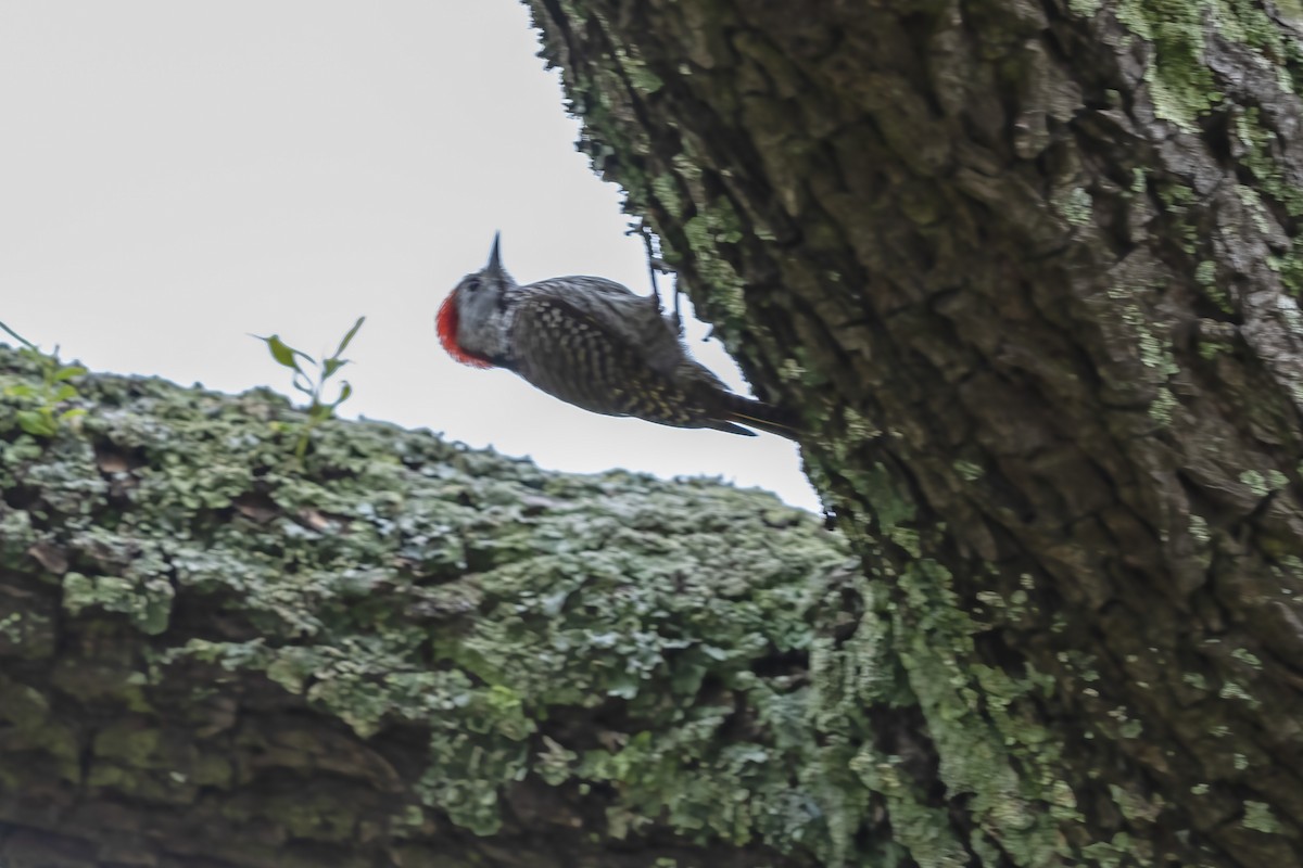 Cardinal Woodpecker - ML644513897