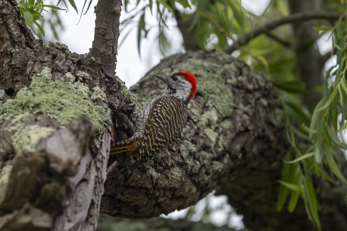 Cardinal Woodpecker - ML644513898