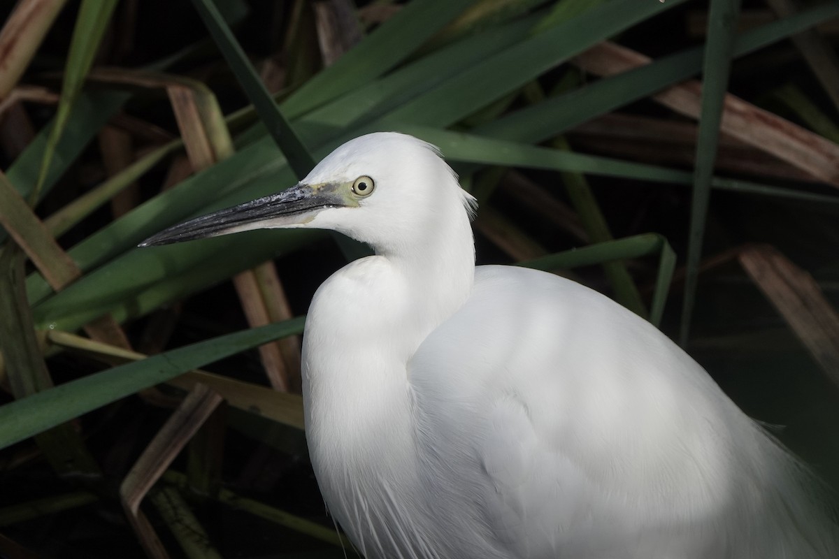 silkehegre - ML644513912