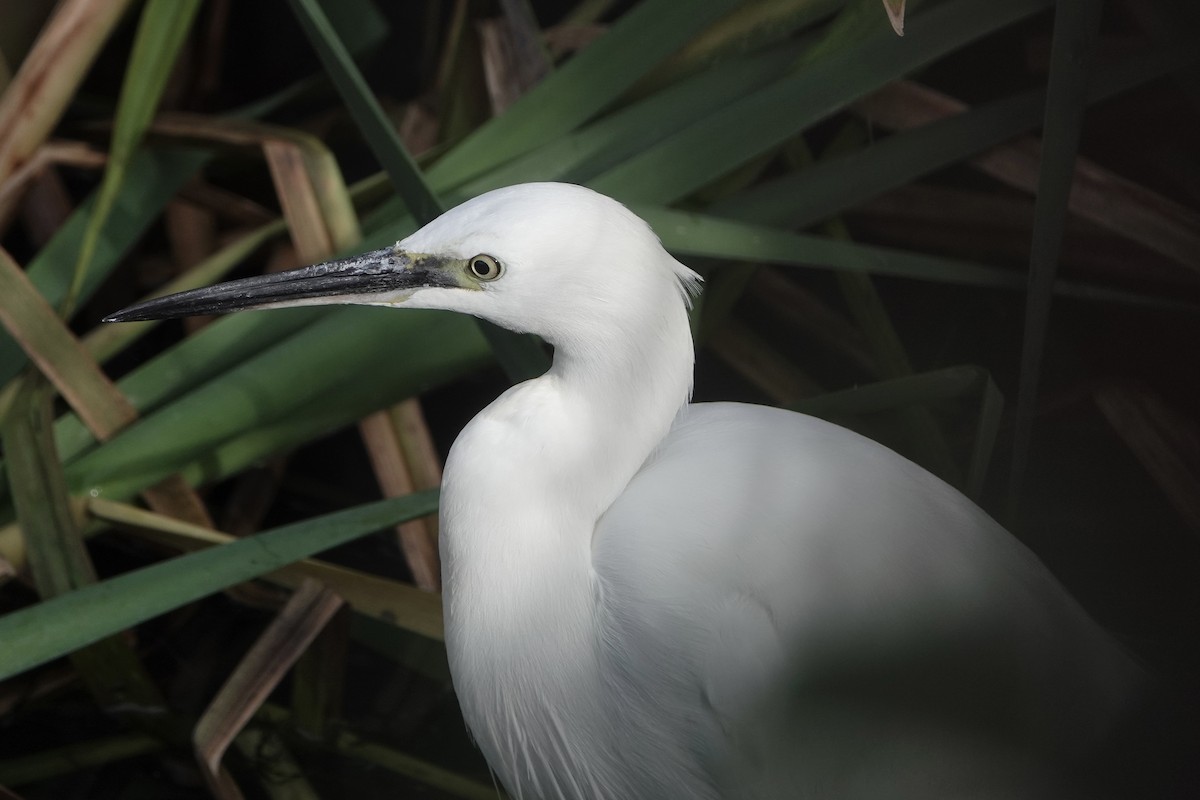 silkehegre - ML644513913