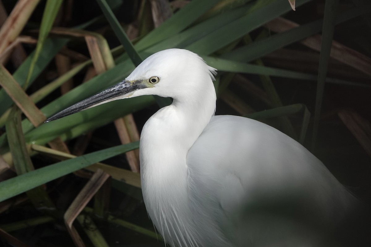 silkehegre - ML644513914