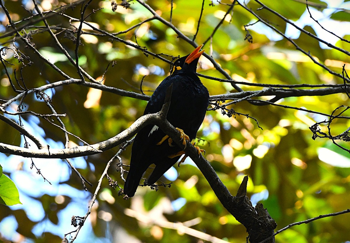 Miná Indio - ML644513917