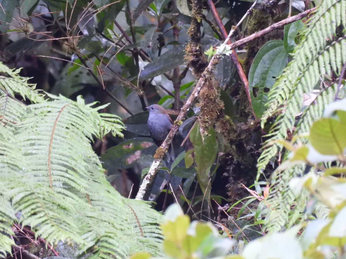 Andean Solitaire - ML644513918