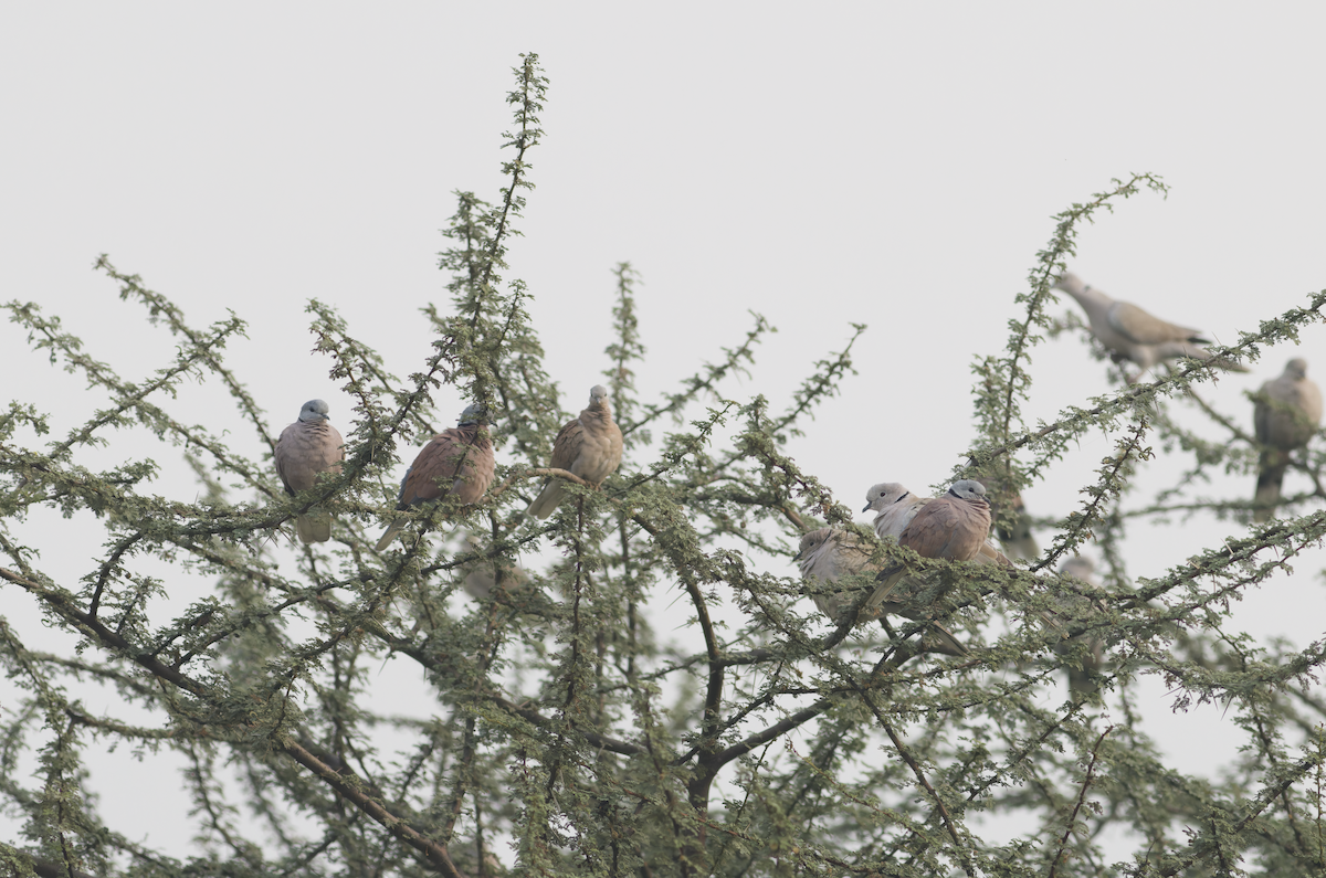 hrdlička jihoasijská - ML644513925