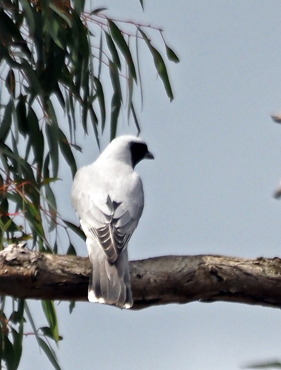 Black-faced Cuckooshrike - ML644513926