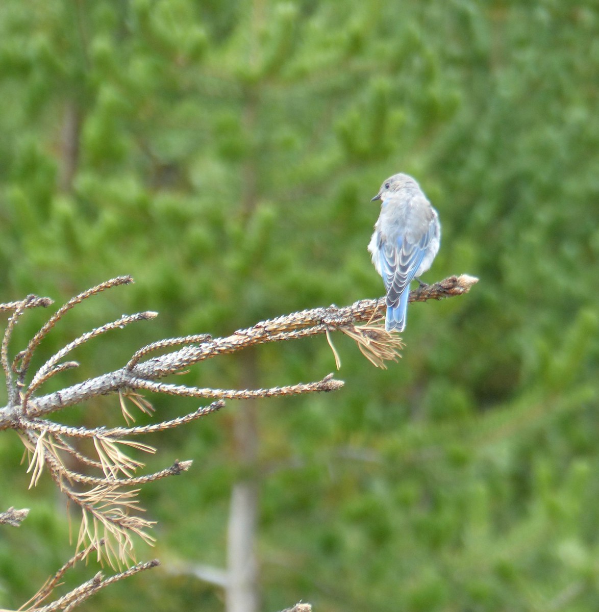 fjellblåfugl - ML644513927