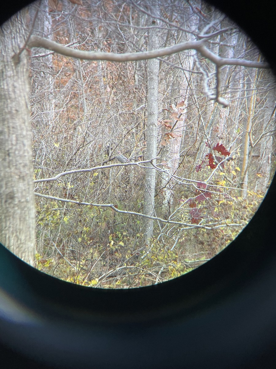 Pine Grosbeak - ML644513931