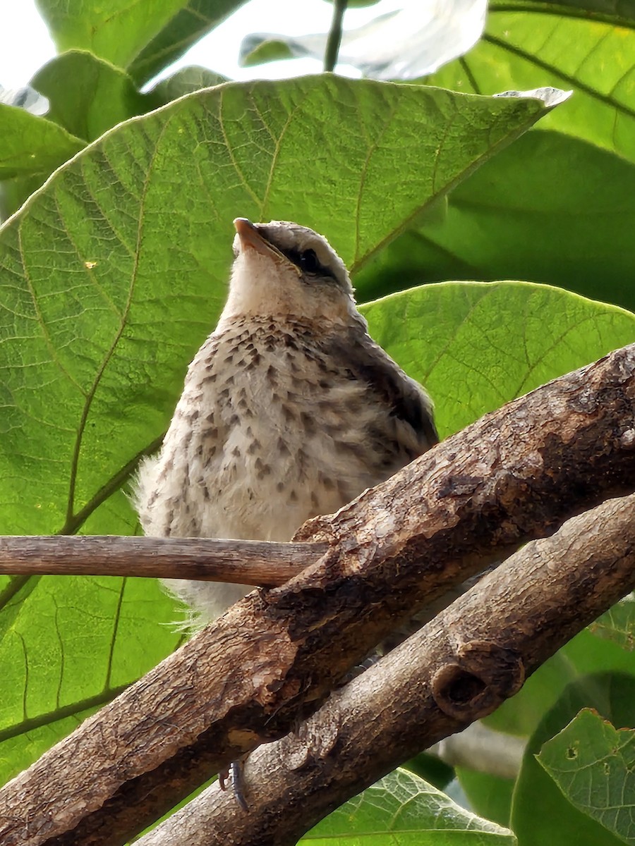 マミジロマネシツグミ - ML644513935