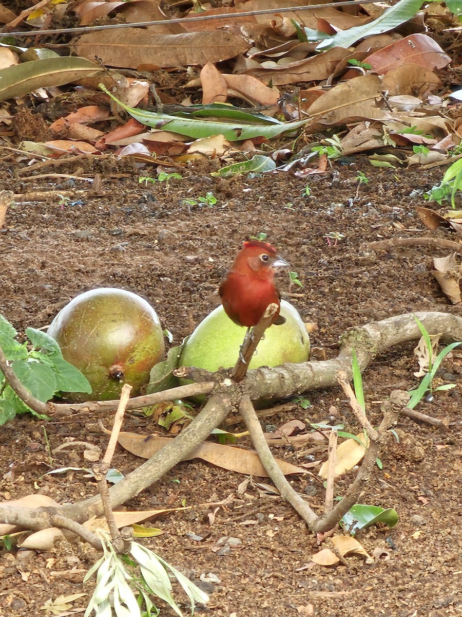 Araguira rougeâtre - ML644513942