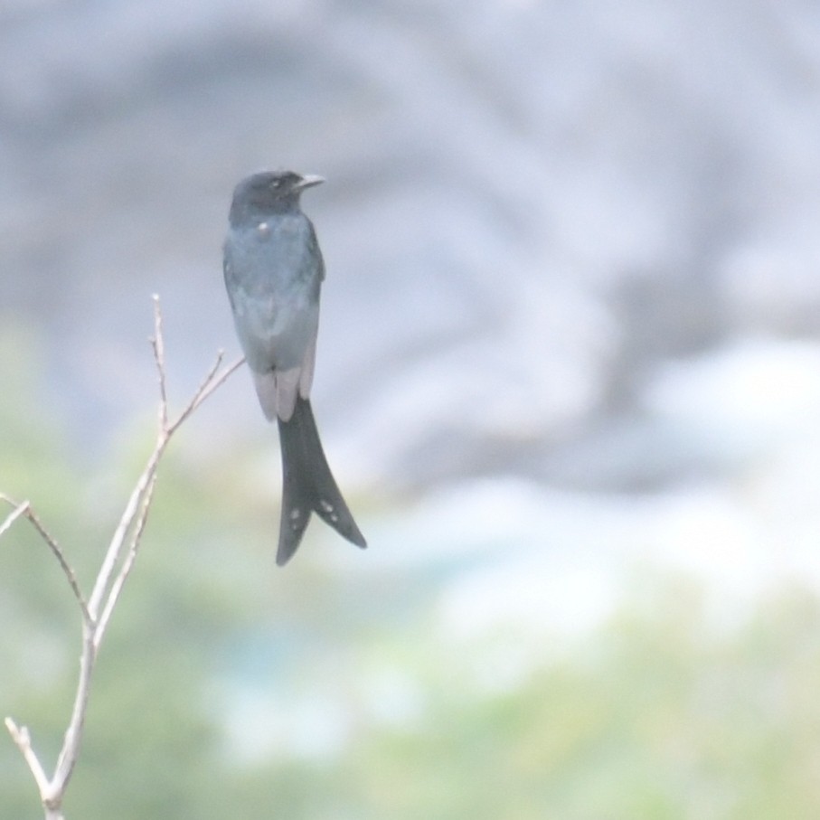 drongo černý - ML644513946