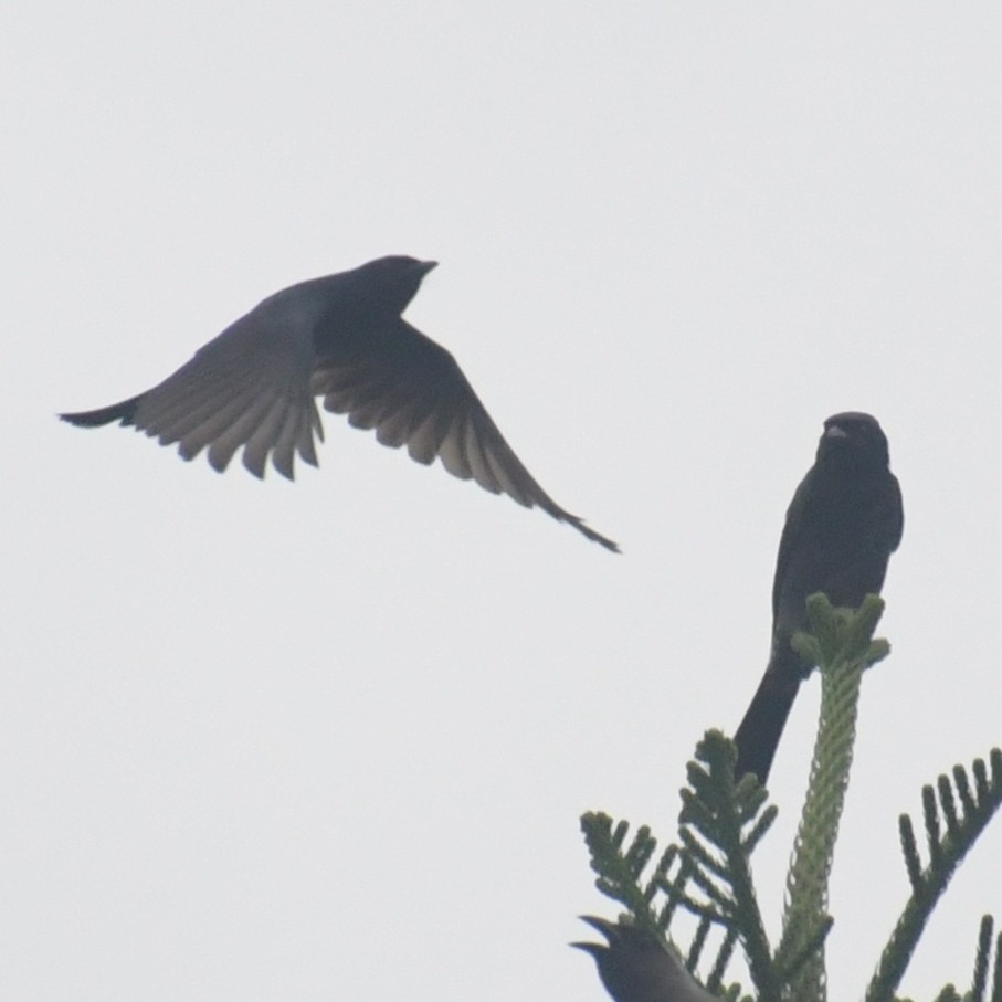 drongo černý - ML644513947