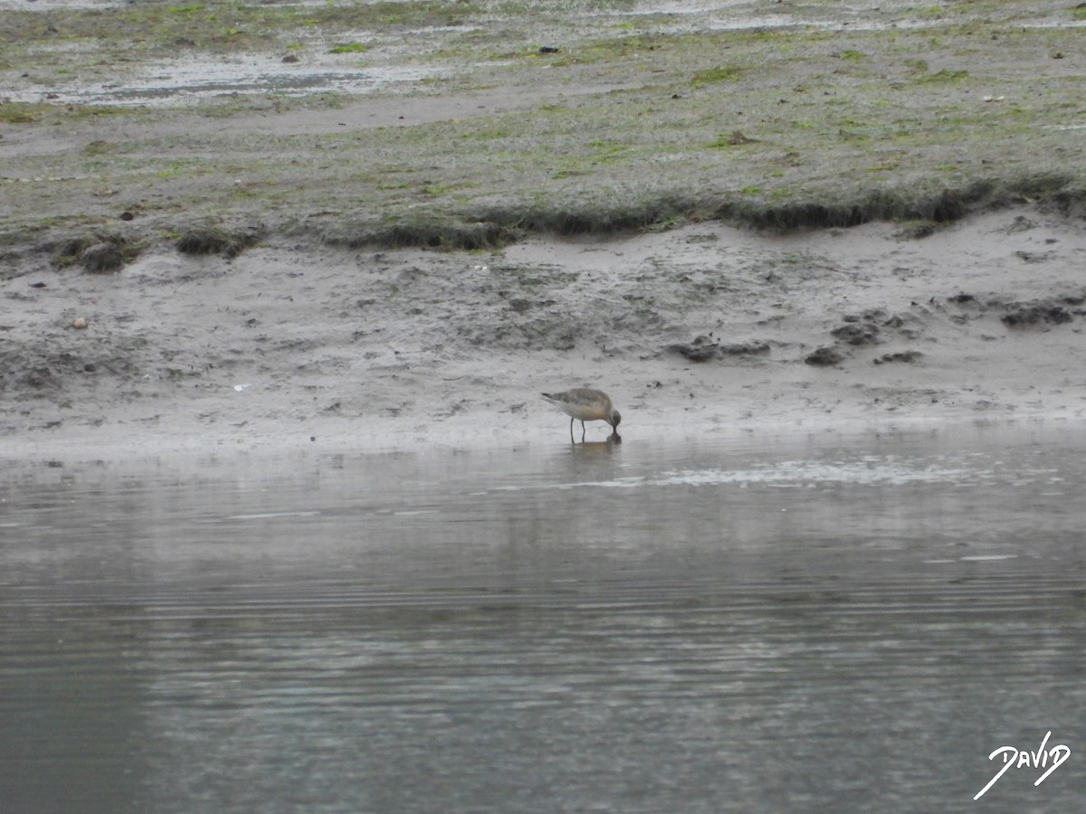 Сивка морська - ML644513948