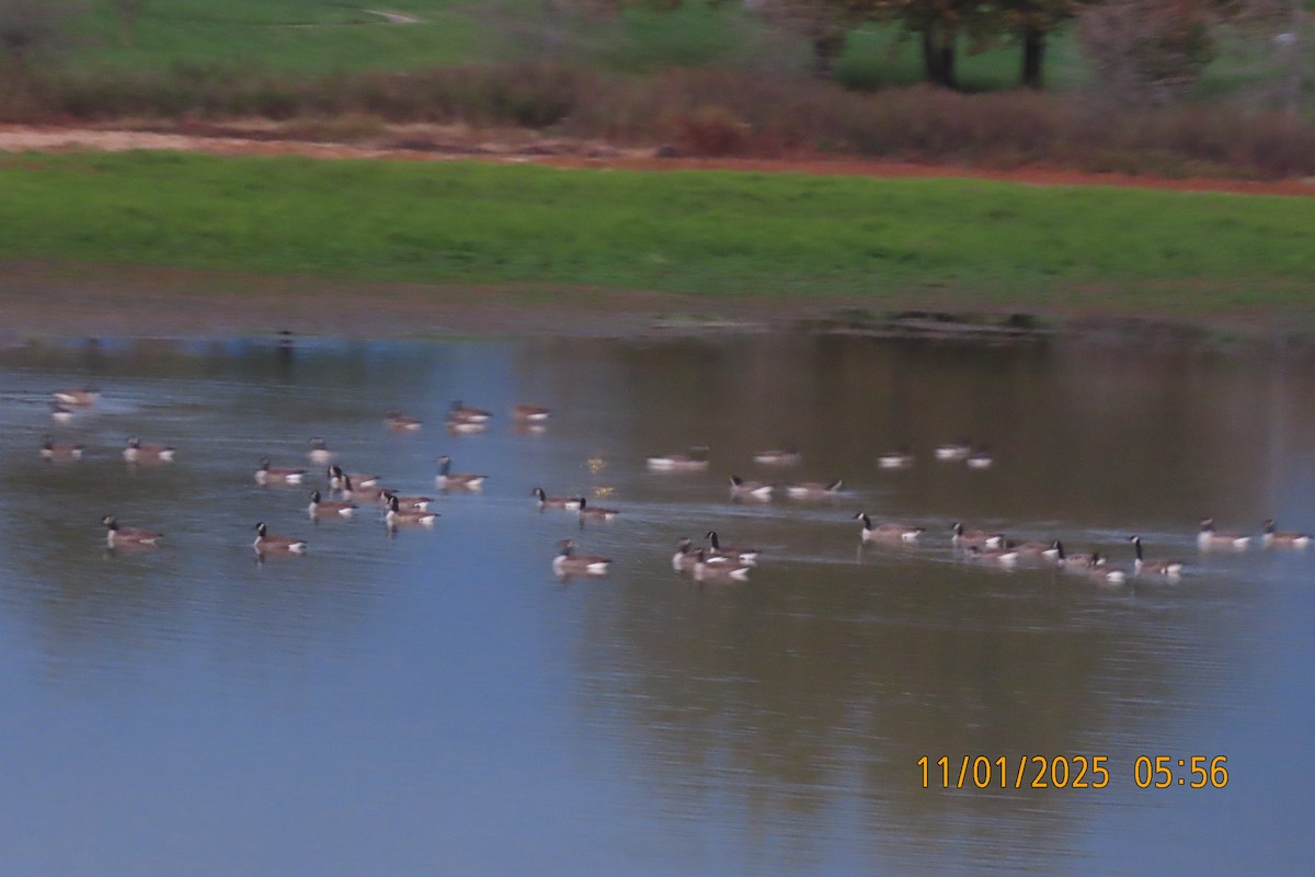 Canada Goose - ML644513952