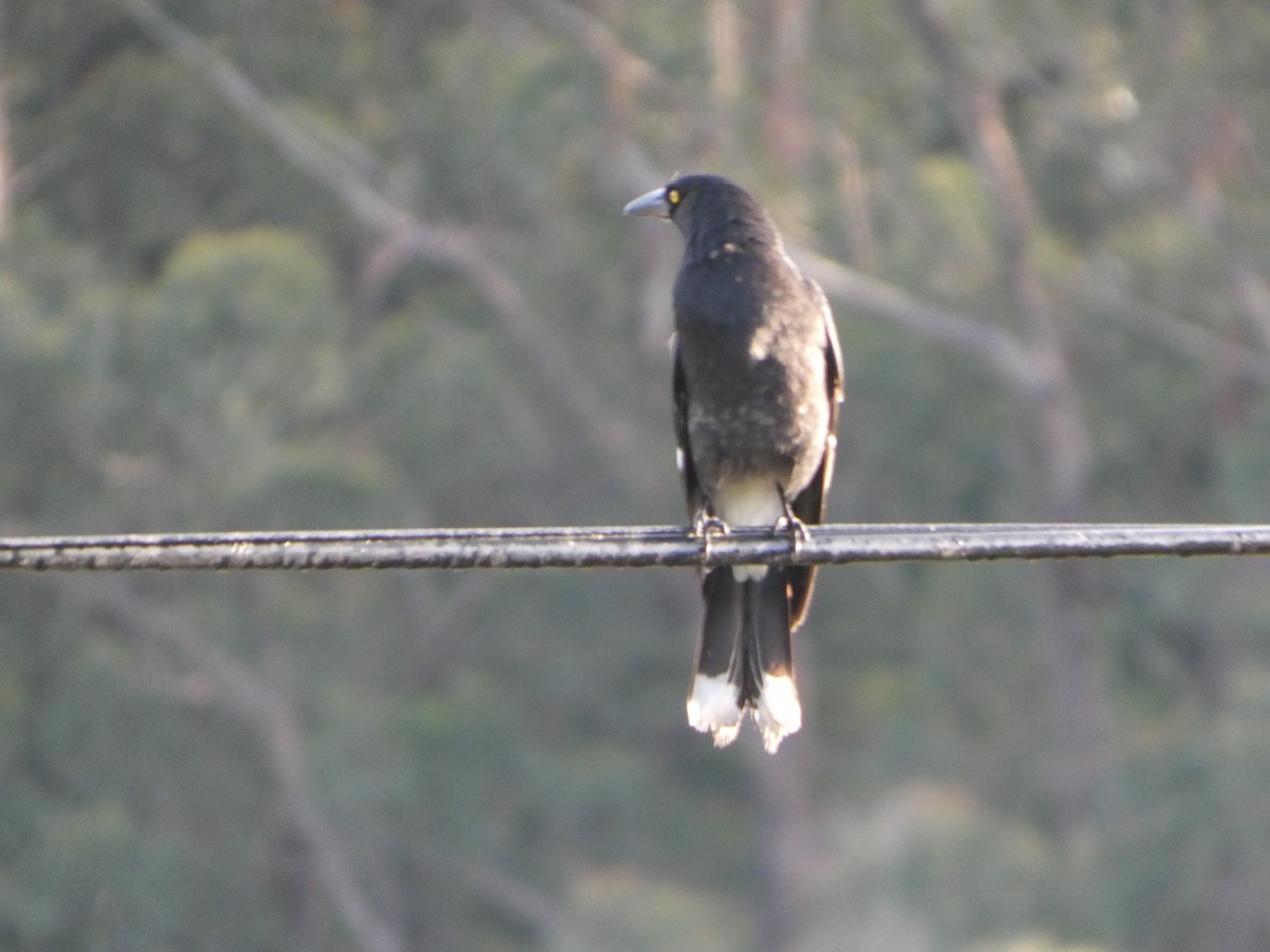 フエガラス - ML644513954