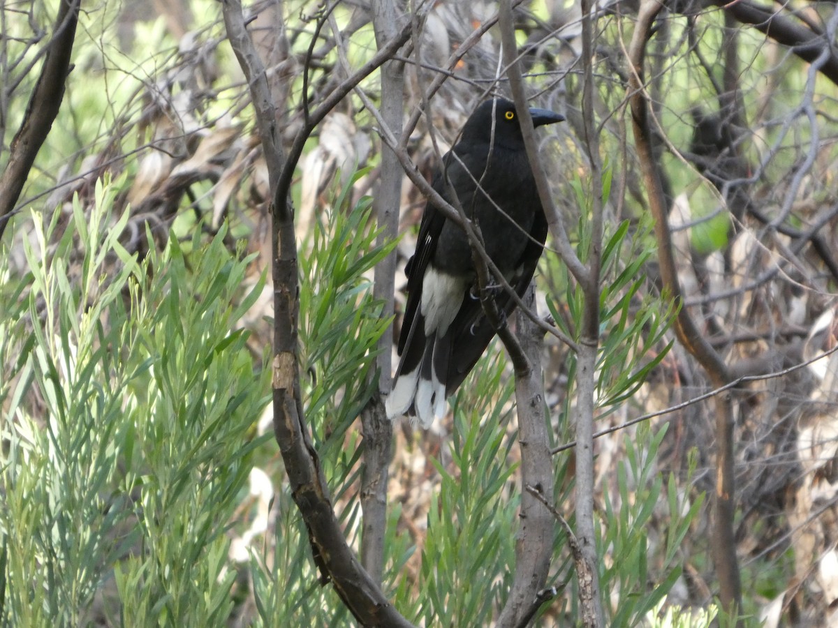 フエガラス - ML644513955