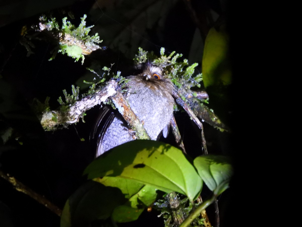 Long-whiskered Owlet - ML644513960