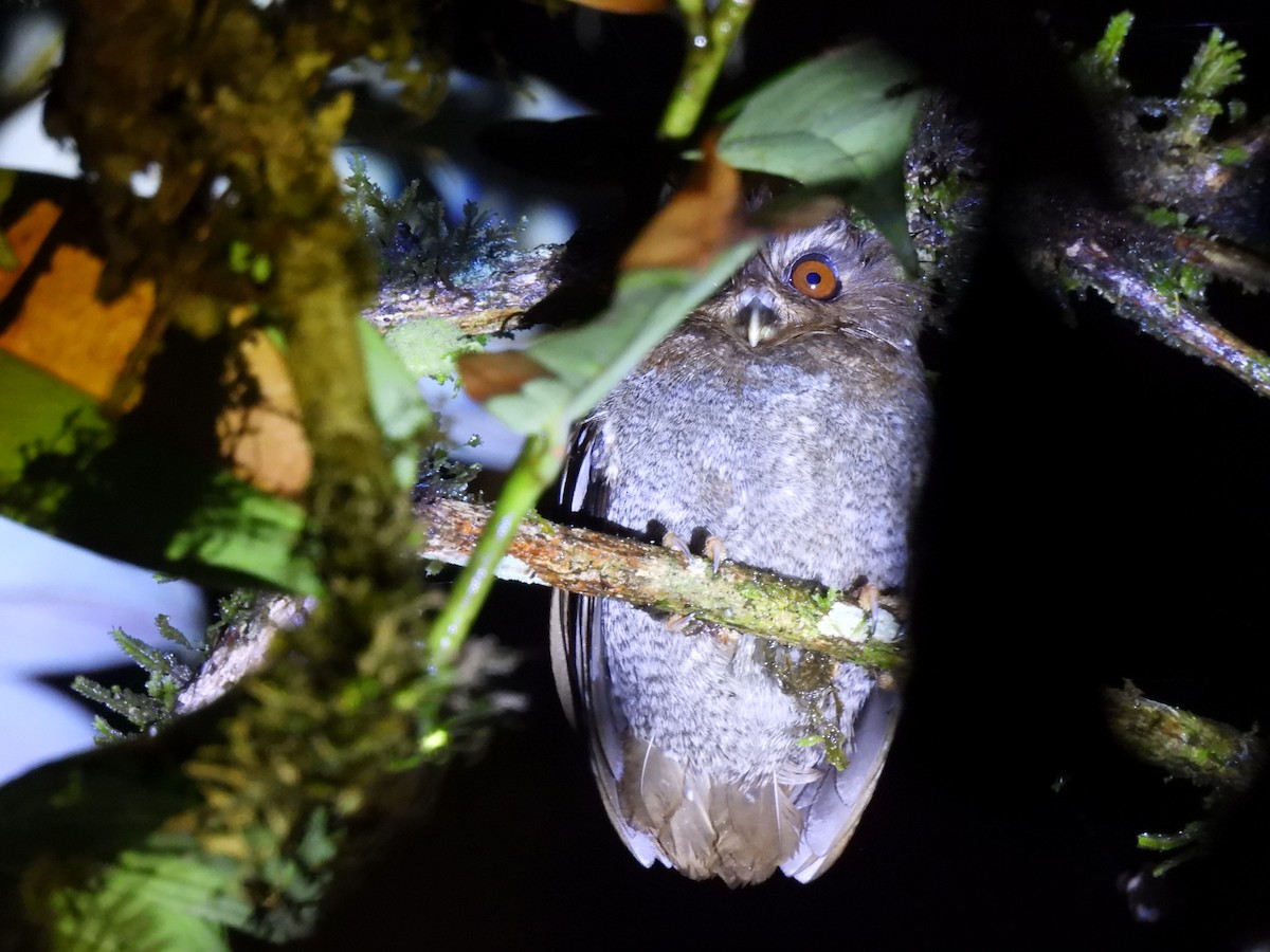 Long-whiskered Owlet - ML644513961