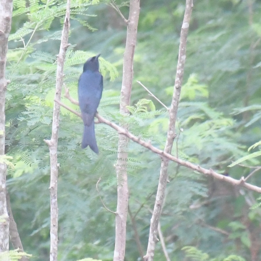 bronsedrongo - ML644513978