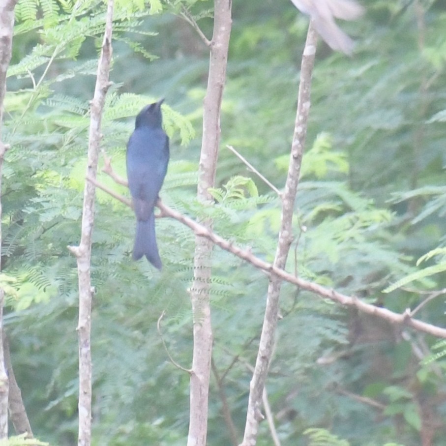 bronsedrongo - ML644513979