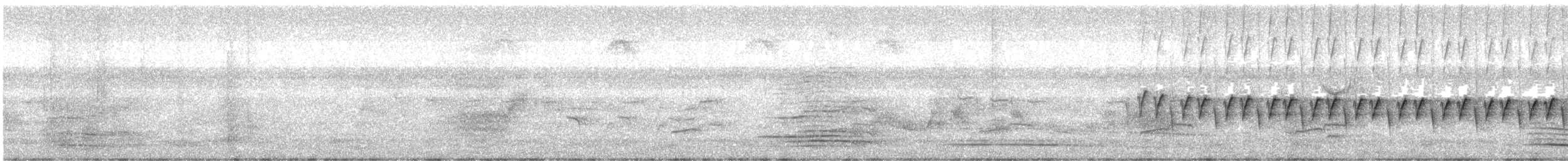 White-winged Triller - ML644513982