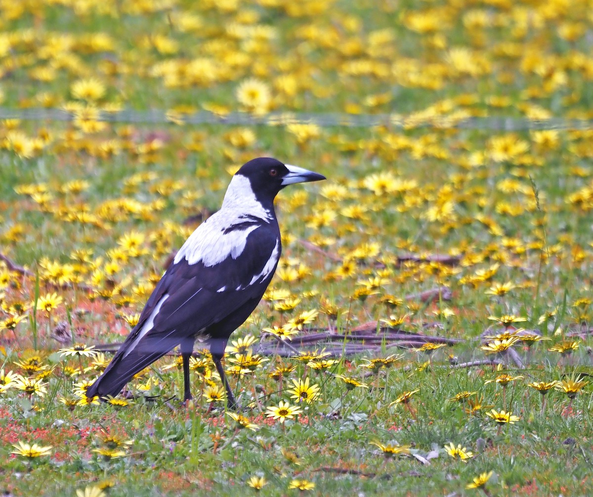 Australian Magpie - ML644513987