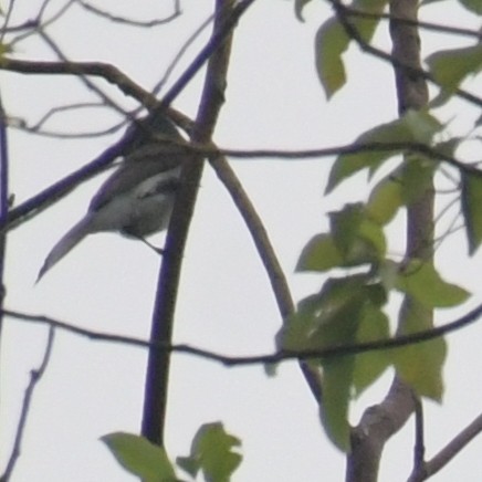Black-naped Monarch - ML644513989