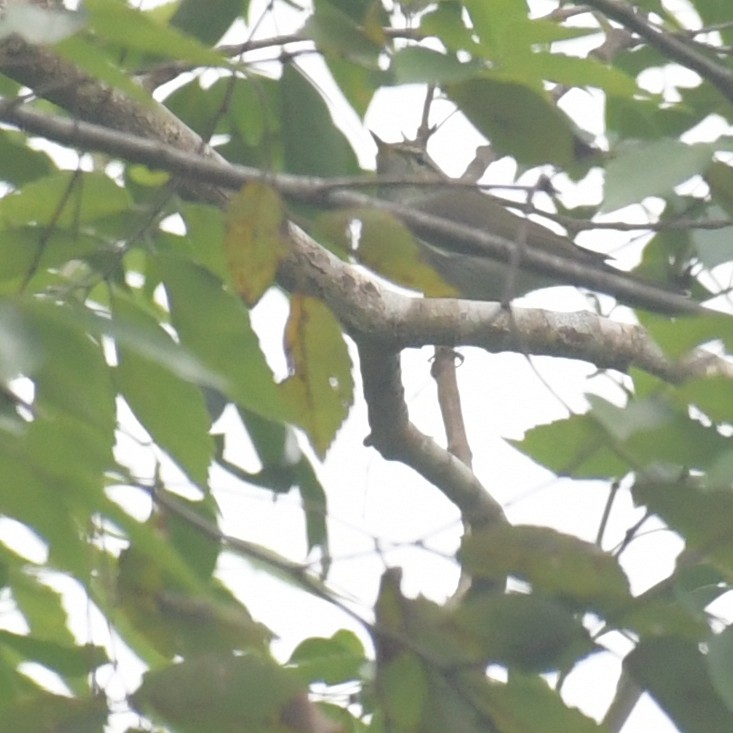 コムシクイ - ML644513996