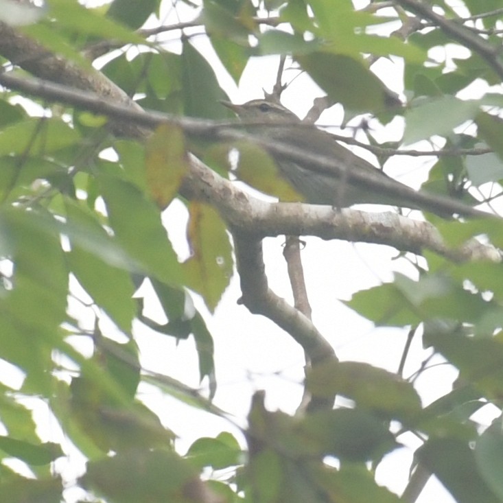 コムシクイ - ML644513997