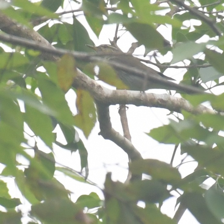 コムシクイ - ML644513999