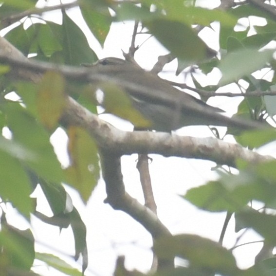 コムシクイ - ML644514000