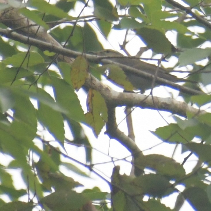 コムシクイ - ML644514001