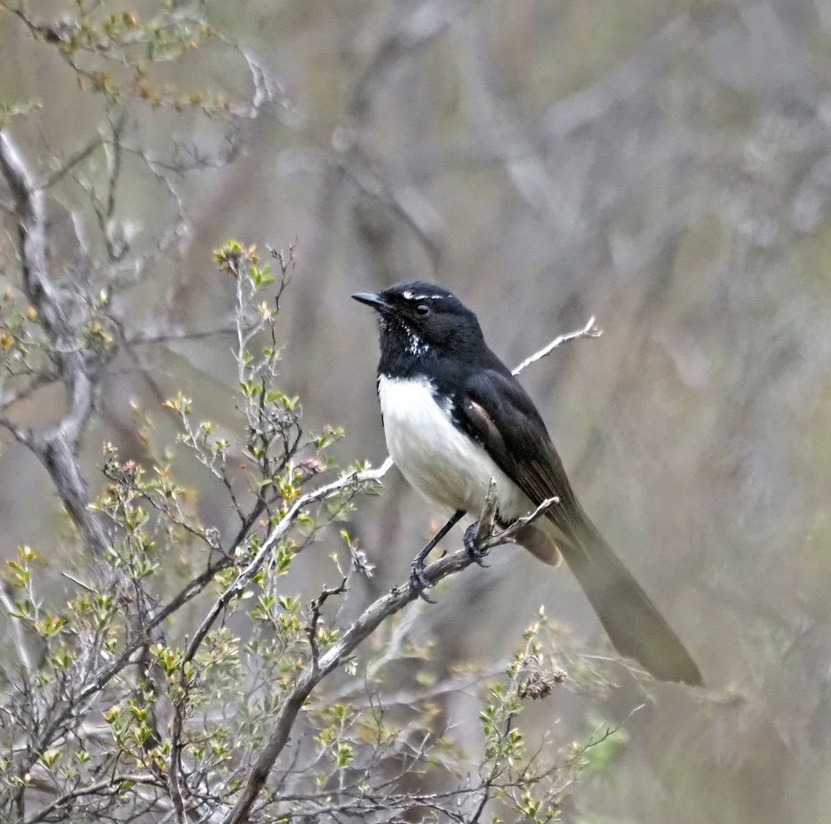Willie-wagtail - ML644514023
