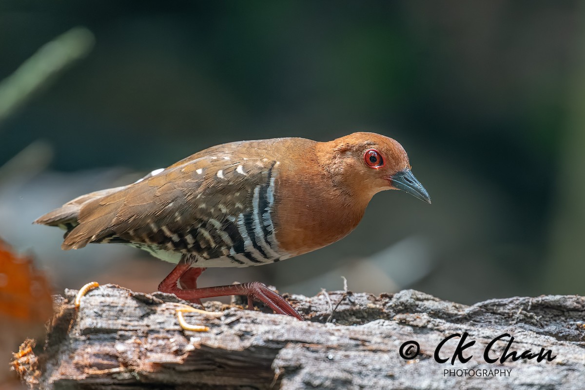 Red-legged Crake - ML644514026