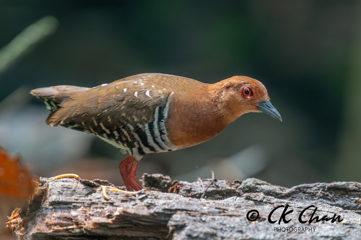 Red-legged Crake - ML644514027