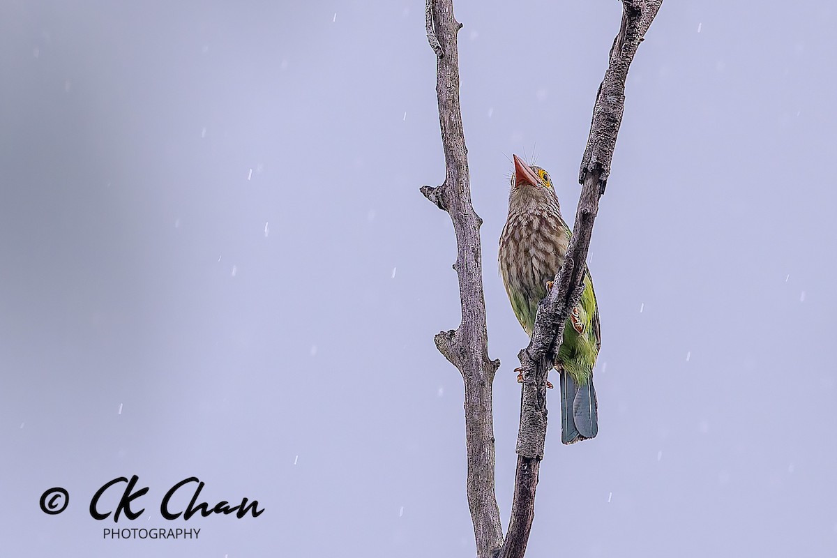 Lineated Barbet - ML644514034