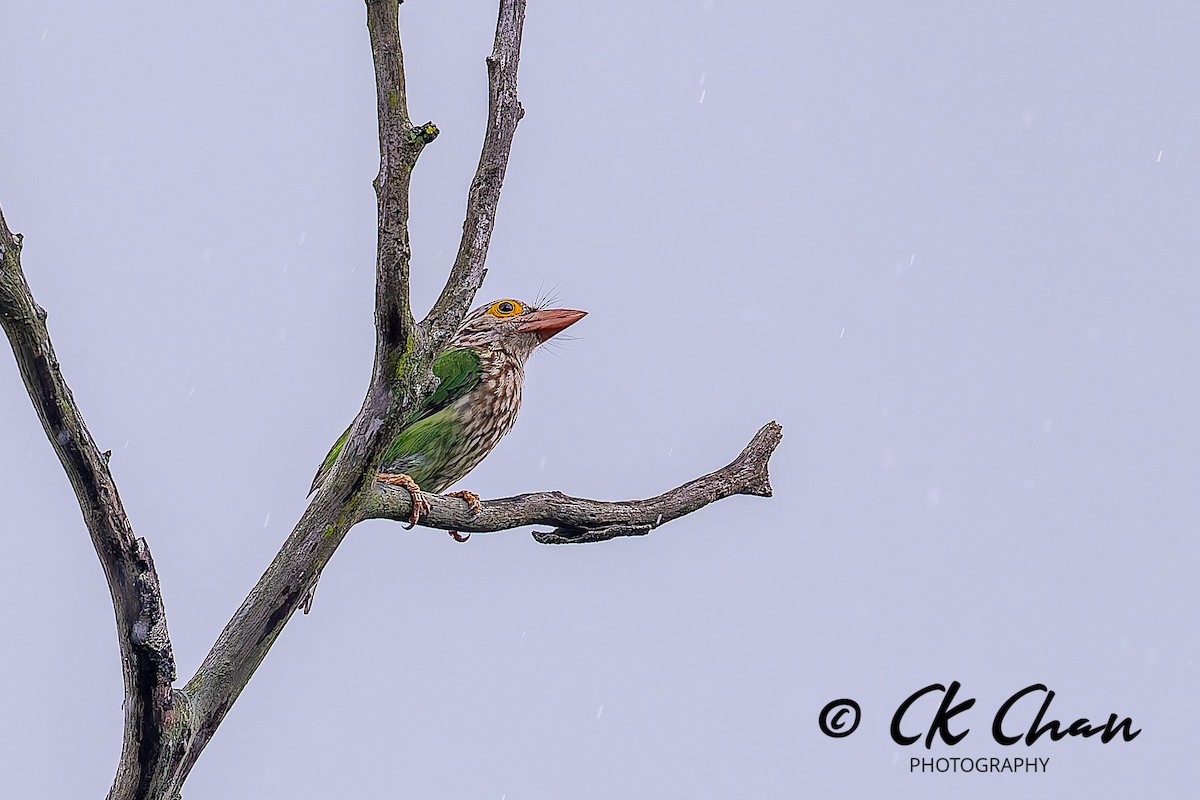 Lineated Barbet - ML644514036
