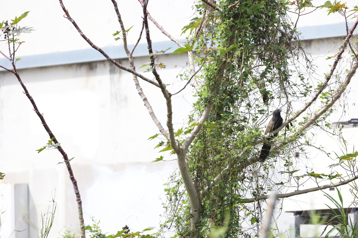 Pheasant Coucal - ML644514037