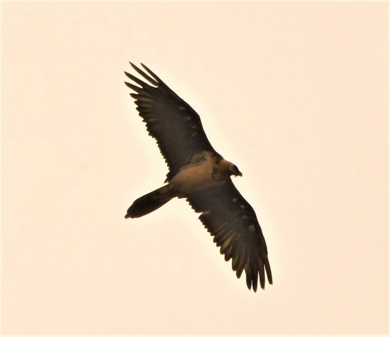 orlosup bradatý - ML644514038