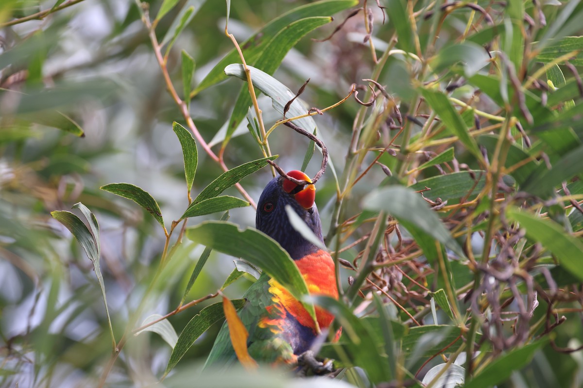 Rainbow Lorikeet - ML644514045