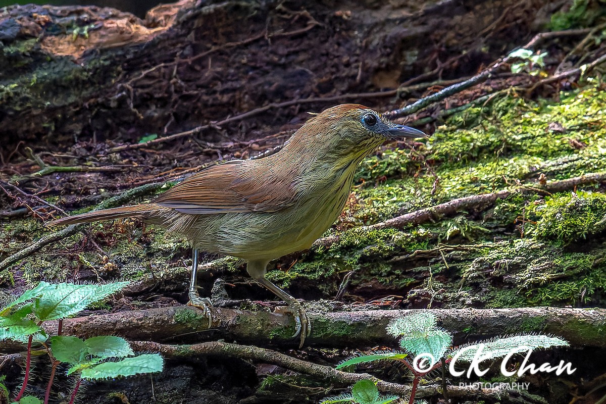 ムナフムシクイチメドリ - ML644514050