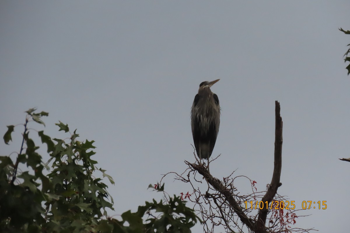 herodiashegre - ML644514052