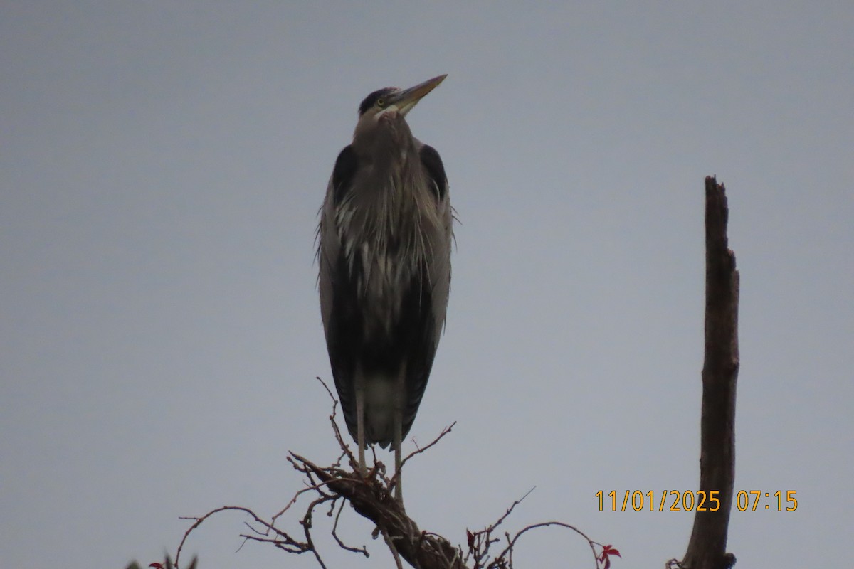 herodiashegre - ML644514053