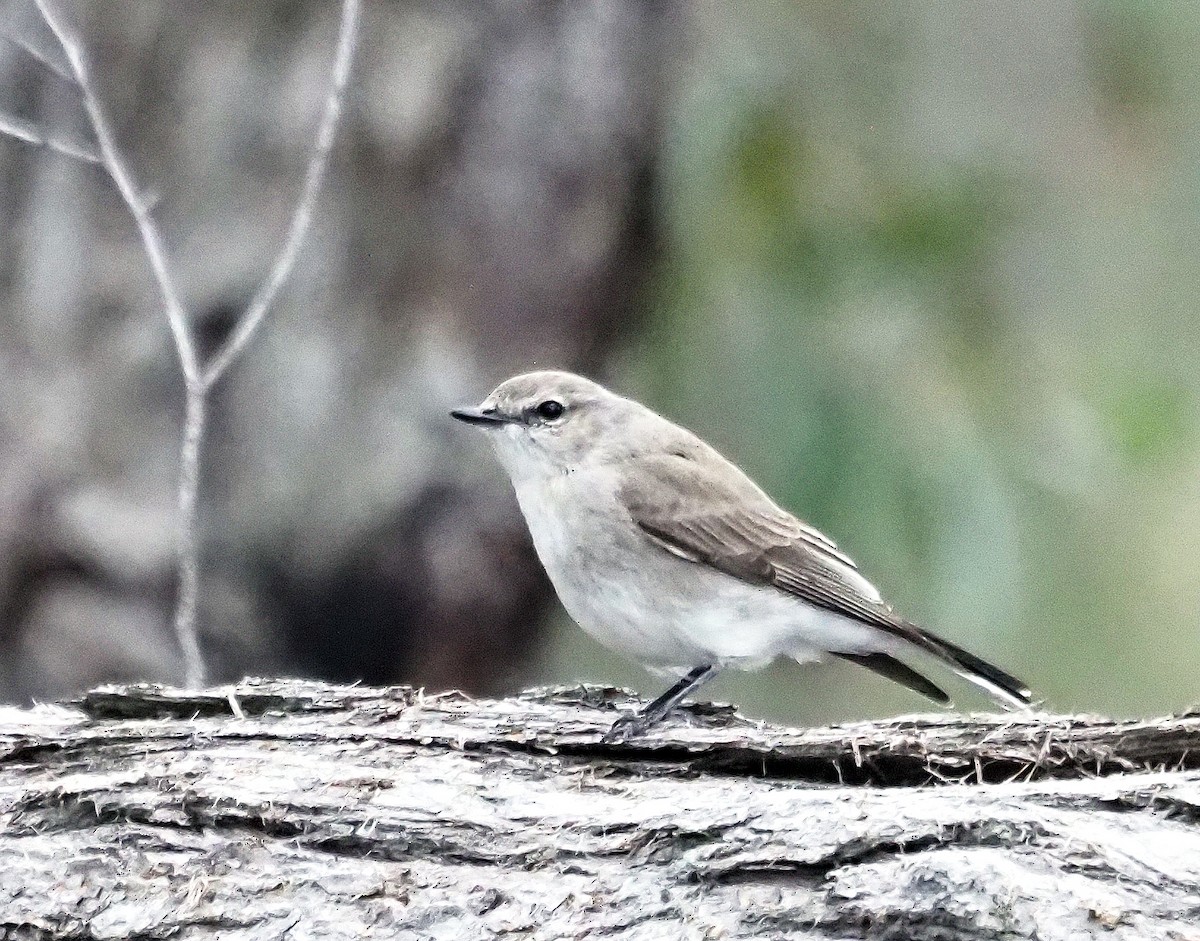 Avustalya Şakıcı Sinekkapanı - ML644514054