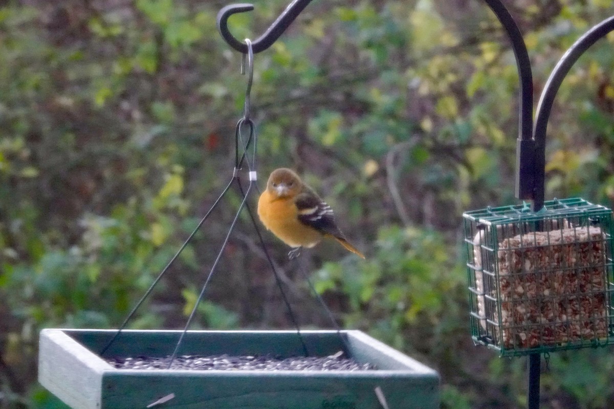 Oriole de Baltimore - ML644514055