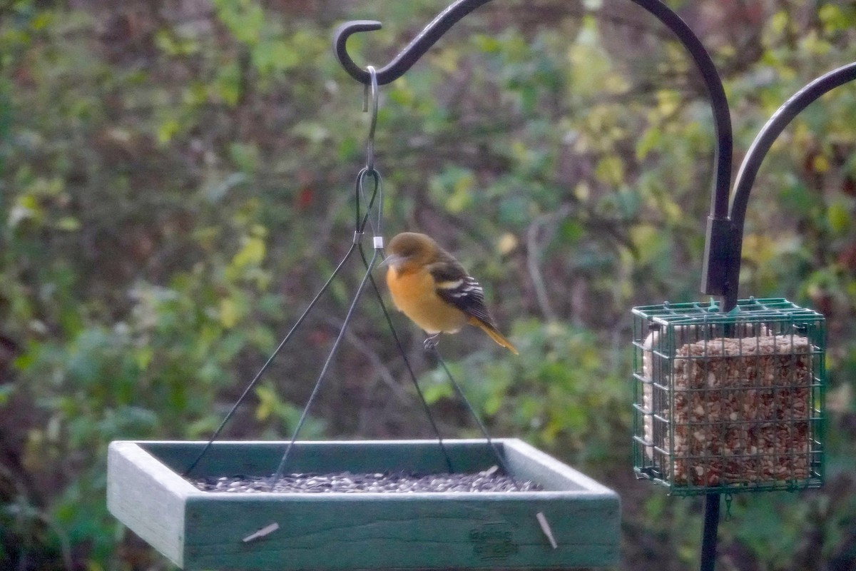 Oriole de Baltimore - ML644514056