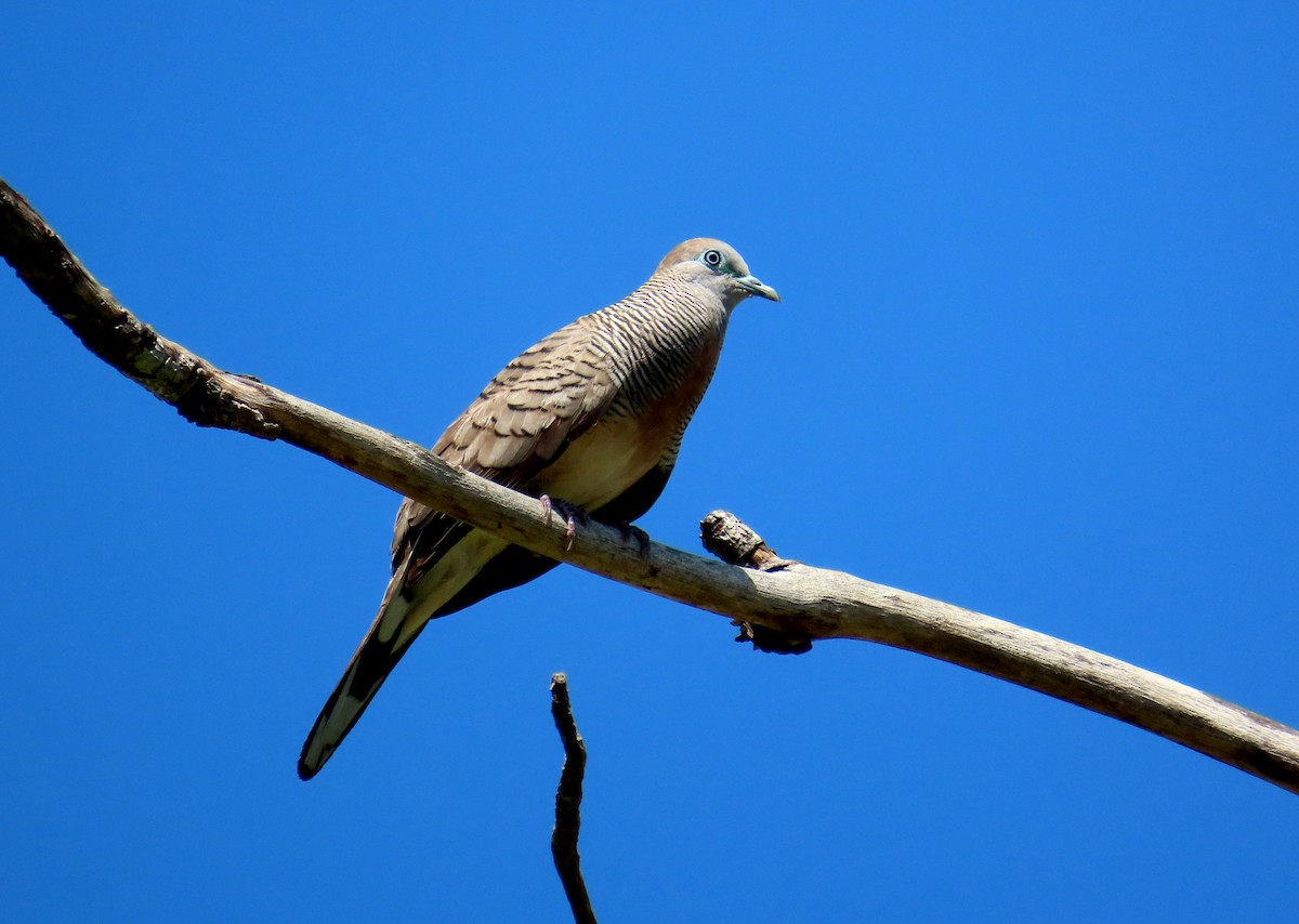 斑馬鳩 - ML644514058